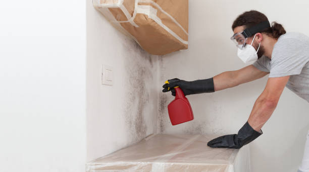 Professional Basement Mold Remediation technician working in Elizabeth, CO