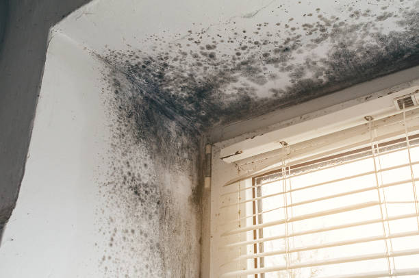 Affordable Basement Mold Remediation solutions in Elizabeth, CO