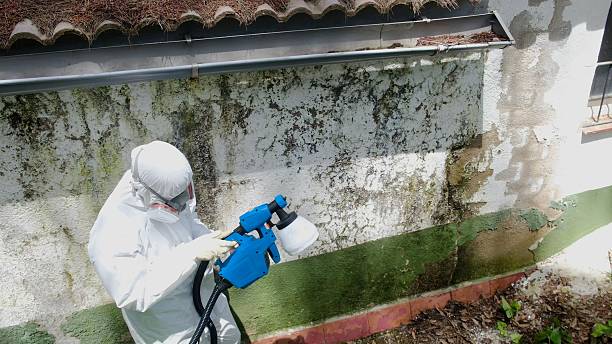 Top rated local Basement Mold Remediation specialists in Elizabeth, CO